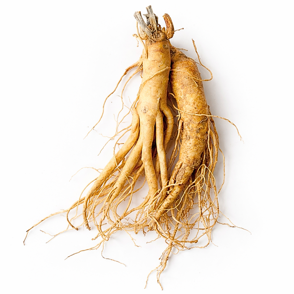 CDF Panax Ginseng Extract