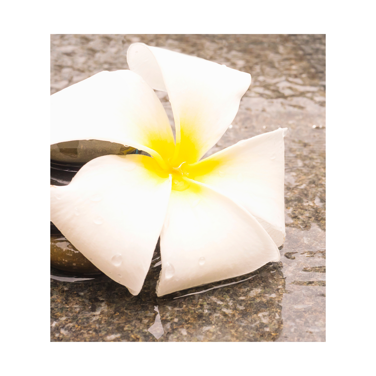 Frangipani fragrance oil, a tropical blend of creamy plumeria, sweet coconut, and exotic floral notes, perfect for creating a serene, island-inspired aroma in candles and personal care products.