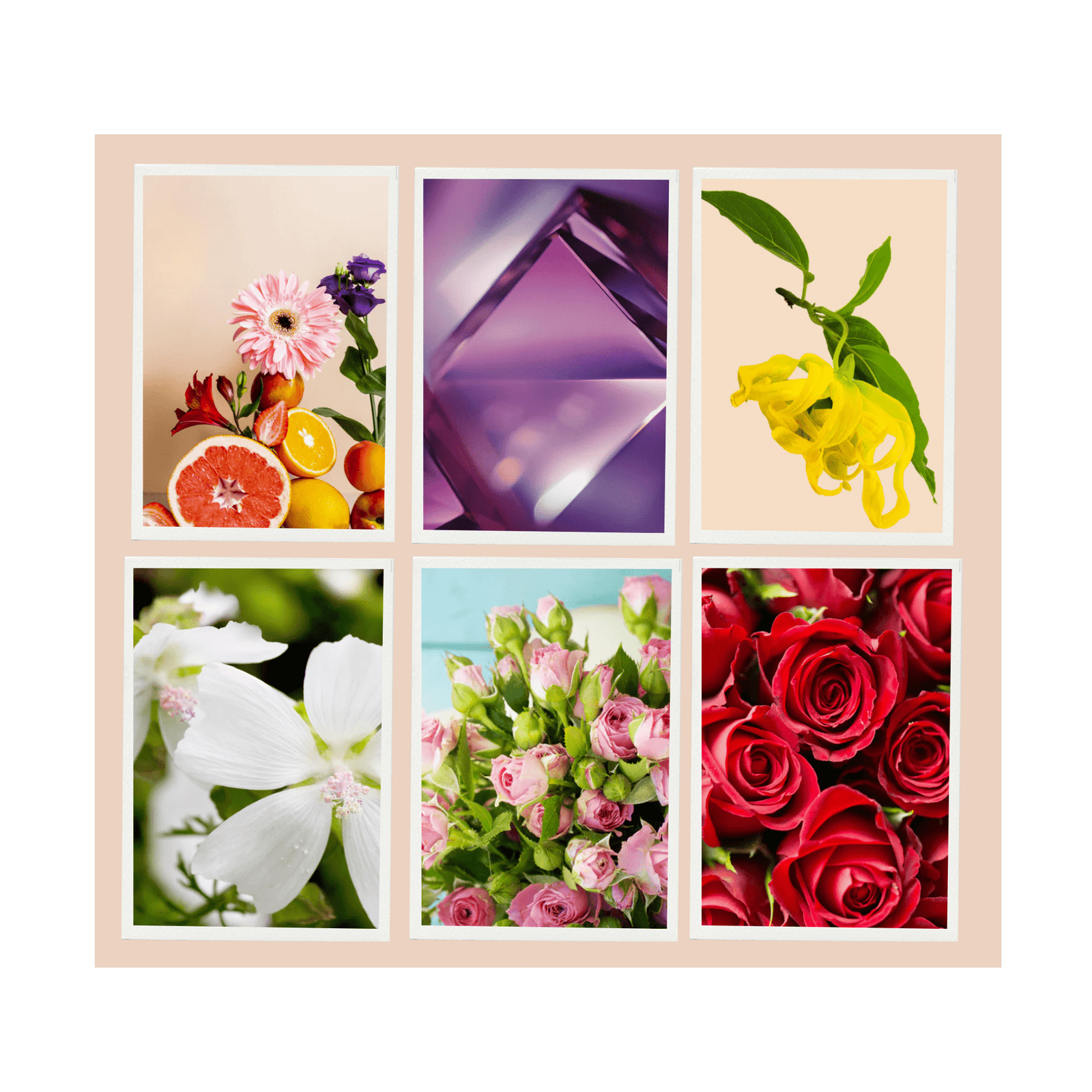 Juicy Petals Fragrance Oil Set, a vibrant collection of fruity-floral blends featuring succulent berries, lush petals, and sweet undertones, perfect for candles, soaps, and personal care products.