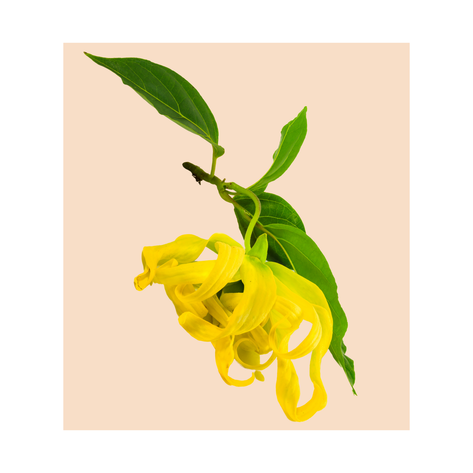 Michelia fragrance oil, a luxurious blend of creamy magnolia, sweet jasmine, and soft fruity undertones, perfect for adding an elegant, floral scent to candles and personal care products.