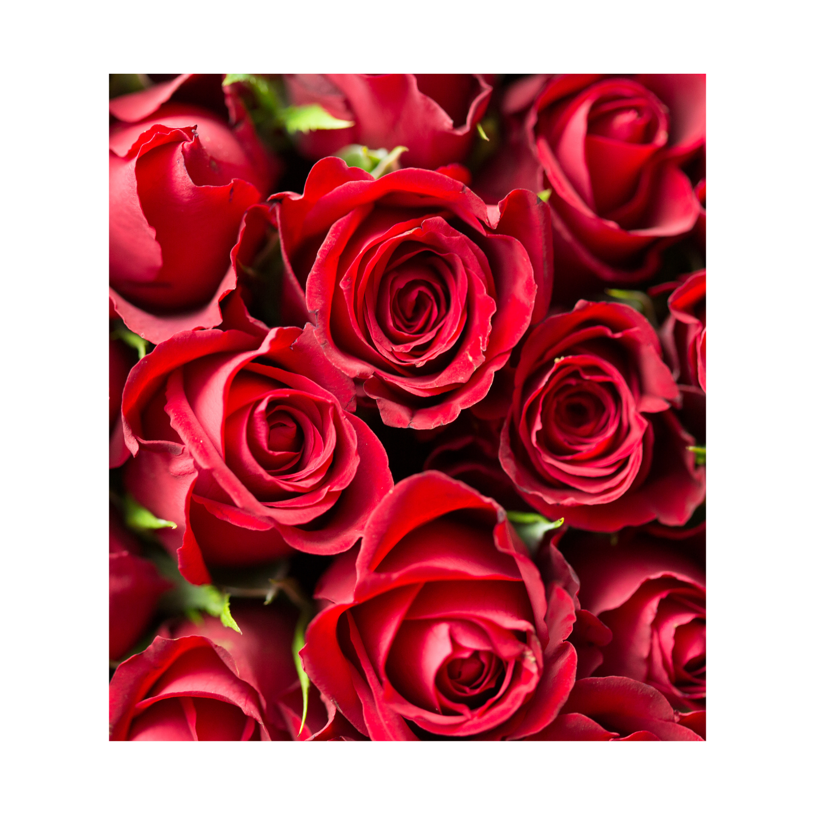 Midnight Rose fragrance oil, a captivating blend of deep red roses, velvety amber, and a hint of musk, perfect for creating a mysterious and romantic aroma in candles and personal care products.