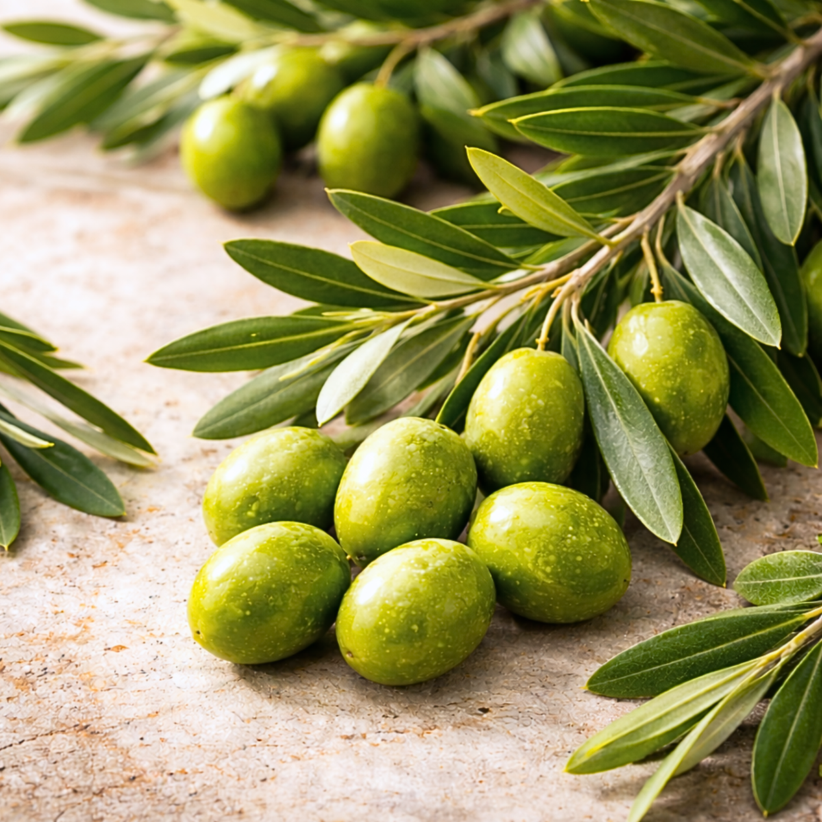 CDF Olive Leaf Extract