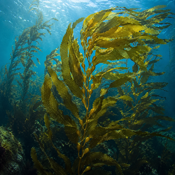CDF Sea Kelp Active™