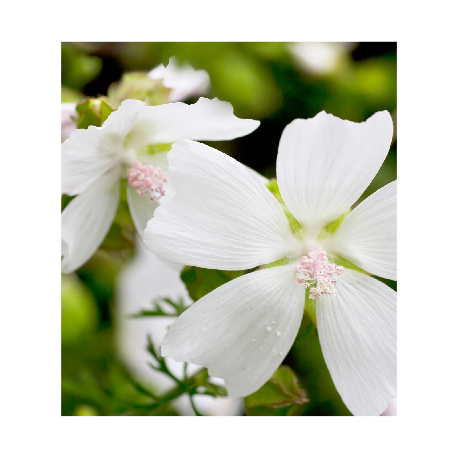 White Musk fragrance oil, a timeless and sophisticated blend of soft, powdery musk with subtle floral undertones, perfect for creating a clean, sensual aroma in candles and personal care products.